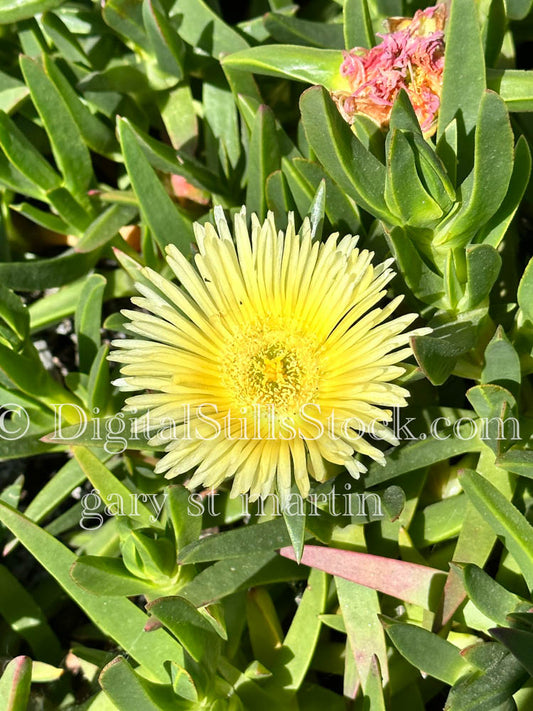 Yellow Sour Fig Closeup, Scenery, Desert