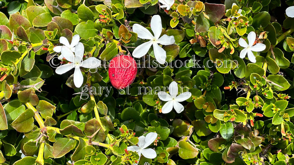 Natal Plum Flowers with Berry, Scenery, Desert