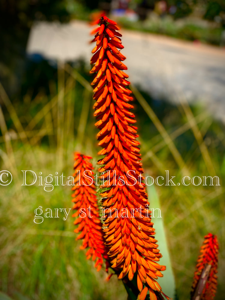 Aloe ×principis Digital, Scenery, Flowers