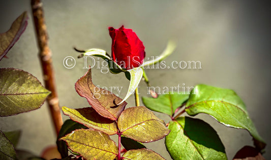 Red Rose Bud Digital, Scenery, Flowers