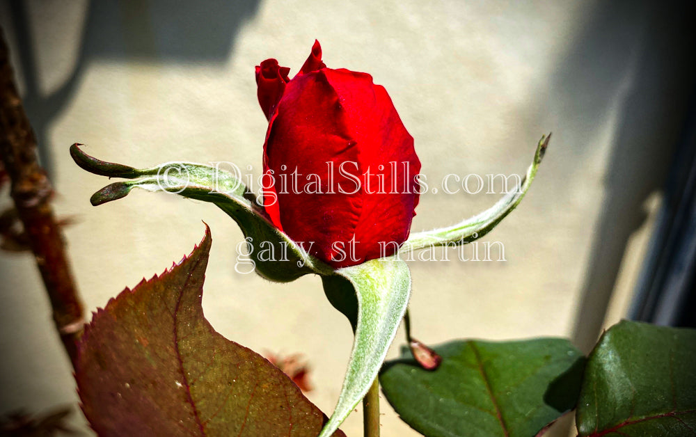 Portrait Of Red Rose Bud Digital, Scenery, Flowers