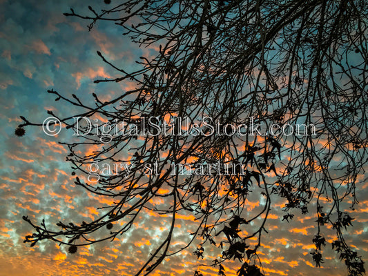 Pink Clouds and Fallen Leaves - Sunset , digital sunset