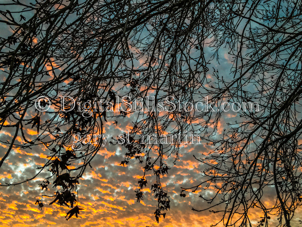 Branches in the Winter Sky - Sunset, digital sunset