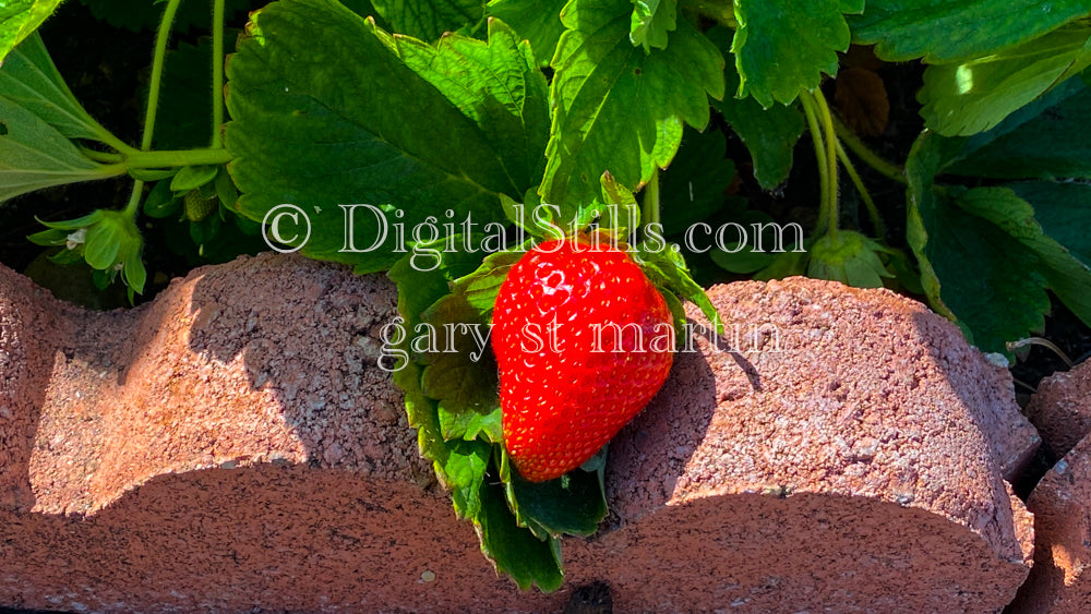 Strawberry Portrait Digital, Scenery, Flowers