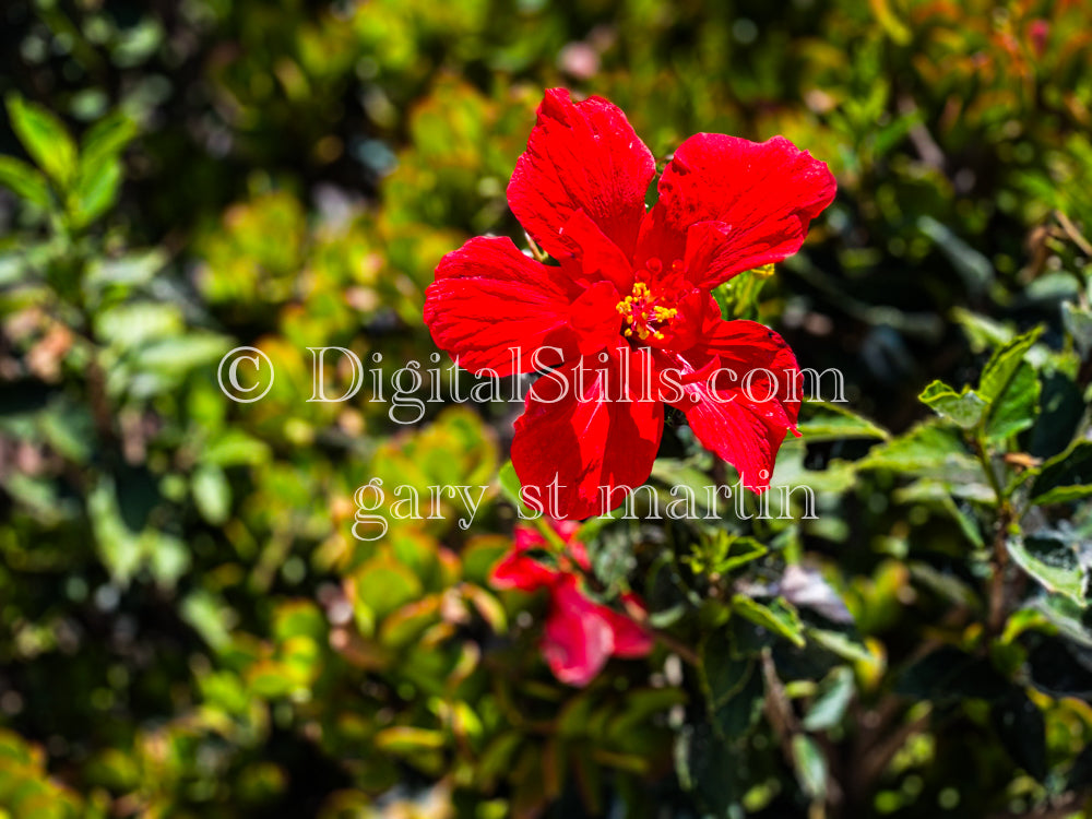 Red Hibiscus Digital, Scenery, Flowers