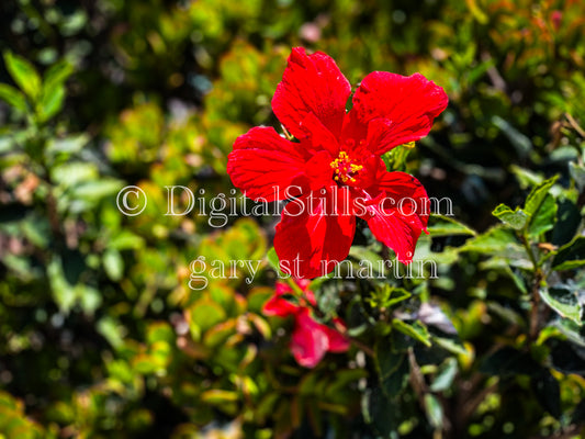 Red Hibiscus Digital, Scenery, Flowers