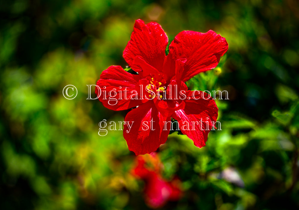 Red Hibiscus Portrait Digital, Scenery, Flowers