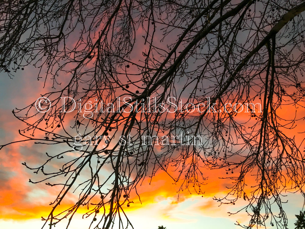 Branches in a Flaming Sunset - Sunset , digital sunset