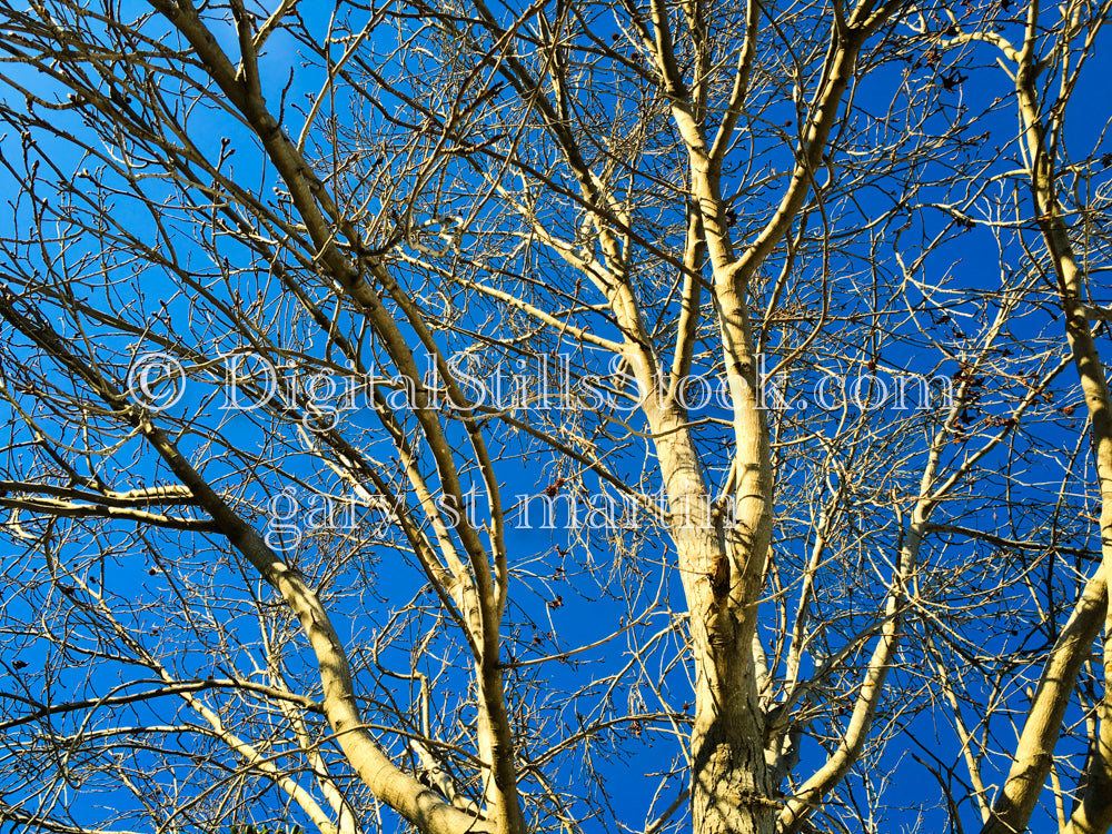 Branches in the Blue Sky - Sunset, digital sunset