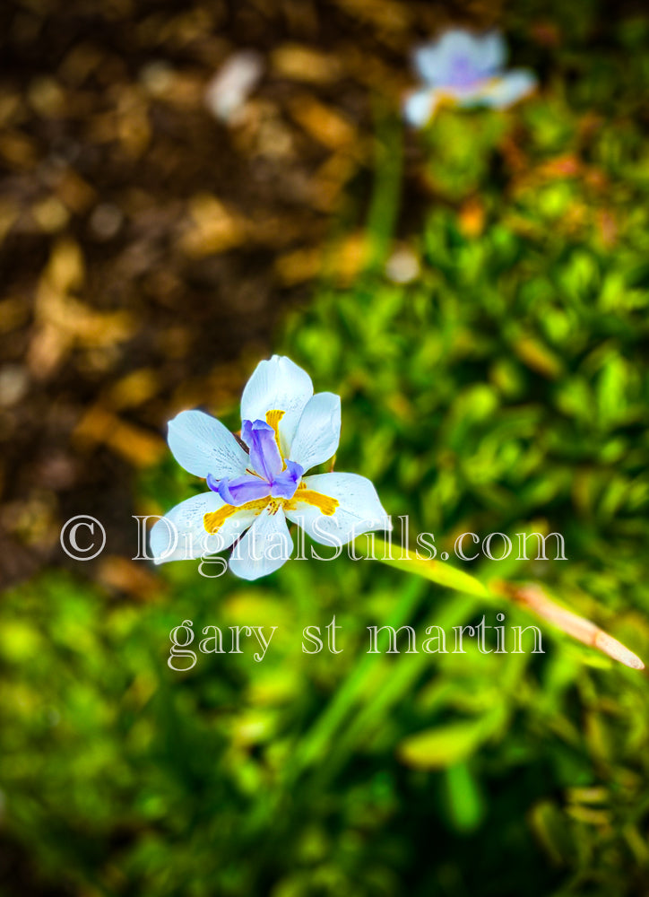 Fortnight lily Portrait Digital, Scenery, Flowers