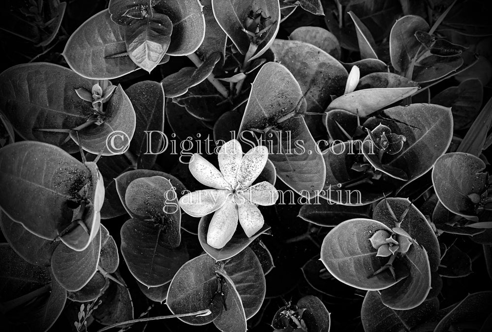 Black And White Fortnight Lilly Digital, Scenery, Flowers