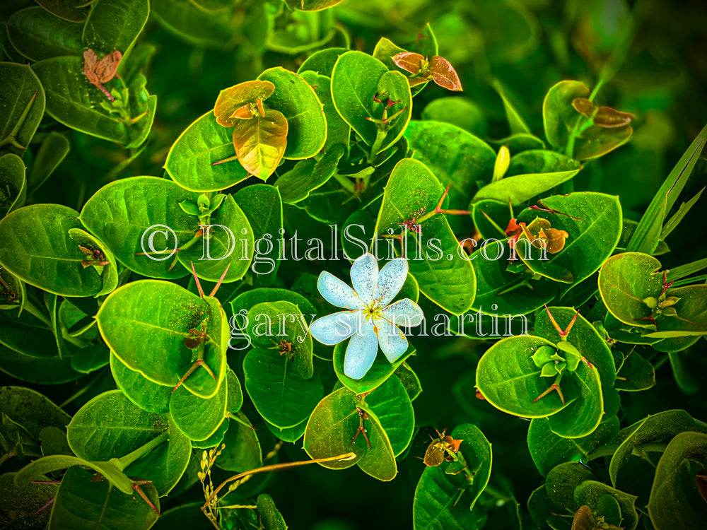 Gardenia taitensis Digital, Scenery, Flowers