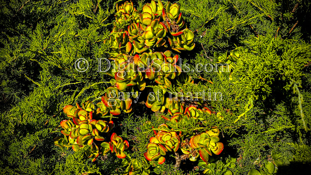 Jade Plant Digital, Scenery, Flowers