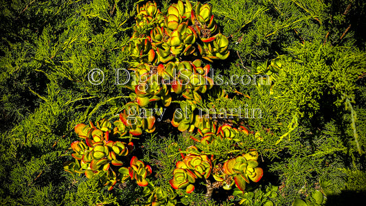 Jade Plant Digital, Scenery, Flowers