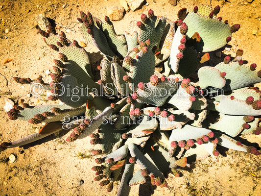 Beavertail Prickly Pear Cacti, Scenery, Desert