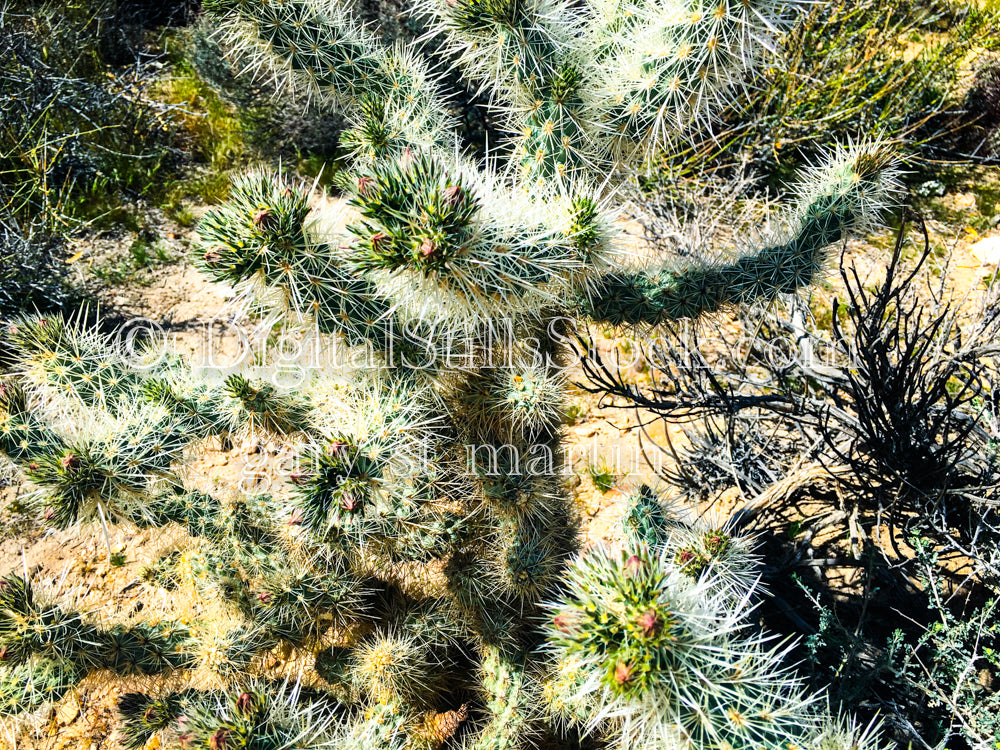 Teddy Bear Cholla Cacti, Scenery, Desert