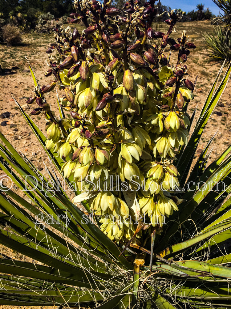 Mojave Yucca, Scenery, Desert