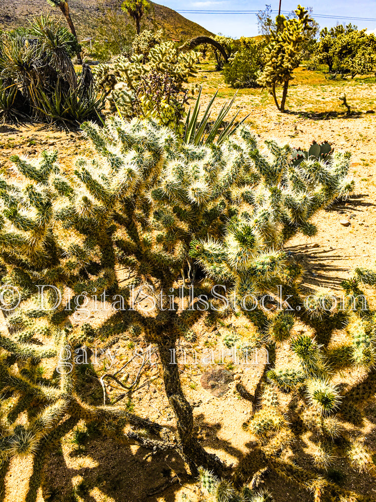 Large Teddy Bear Cholla Cactus, Scenery, Desert