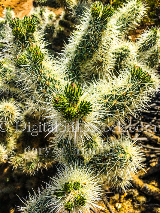 Teddy Bear Cholla Cactus Closeup, Scenery, Desert