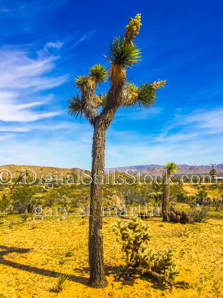 Mojave Yucca Tree, Scenery, Desert