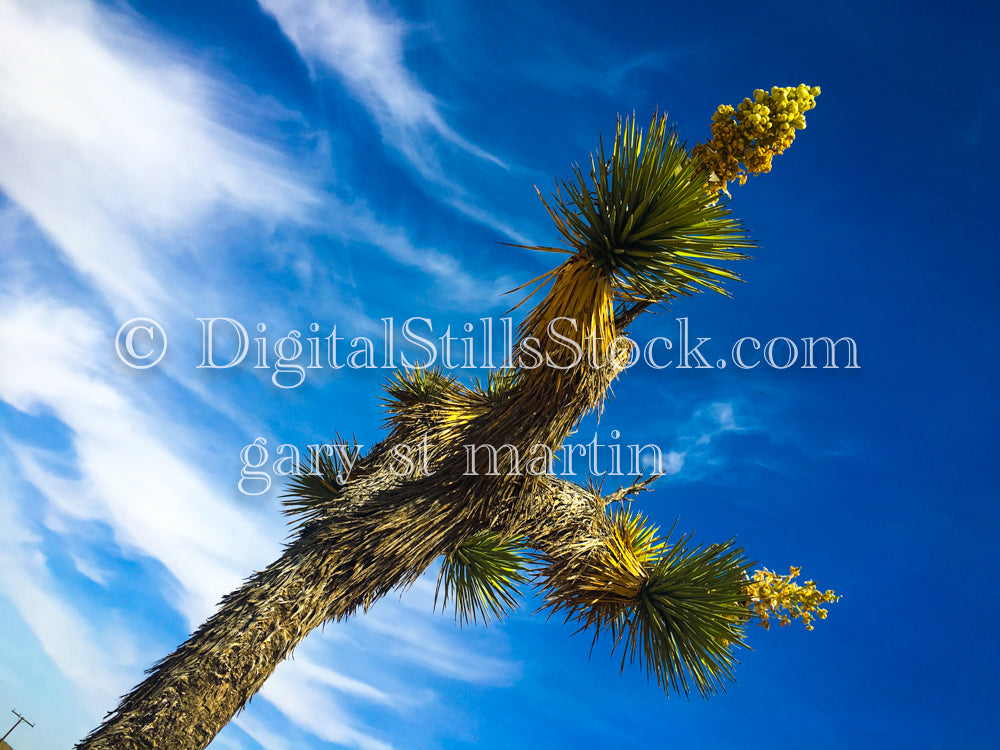 Mojave Yucca Side View Against Sky,  Scenery, Desert