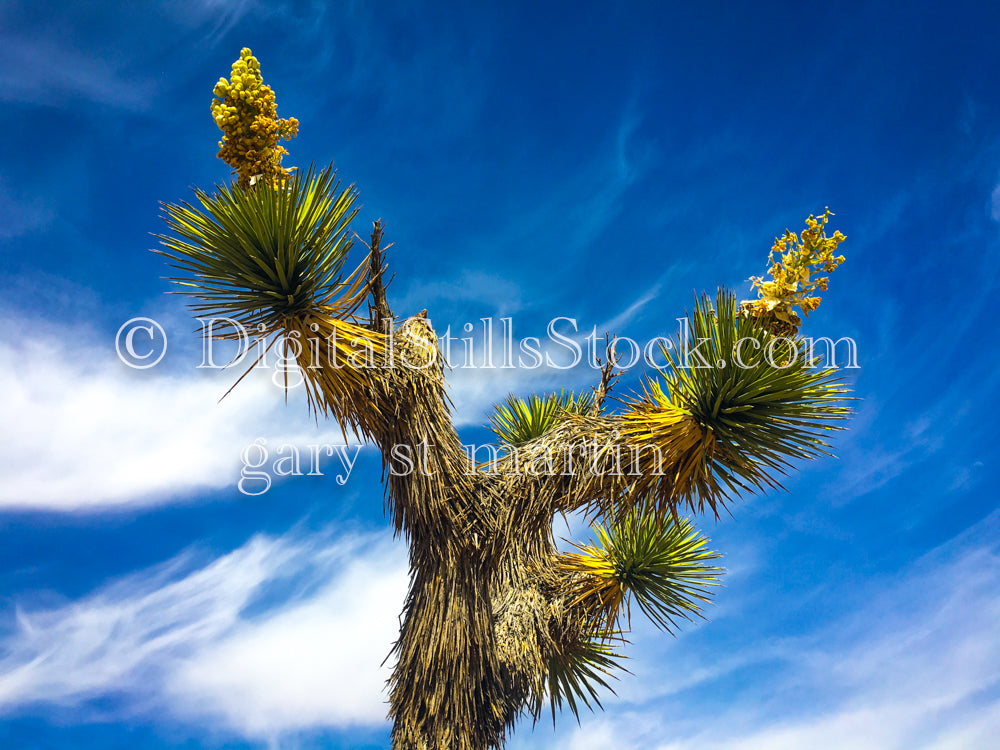 Mojave Yucca Tree Centered, Scenery, Desert