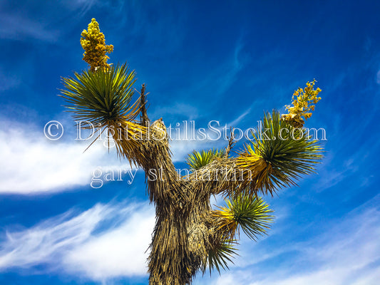 Mojave Yucca Tree Centered, Scenery, Desert