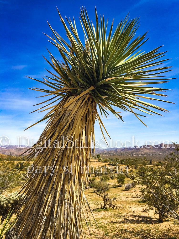 Yucca Rostrata Tree, Scenery, Desert