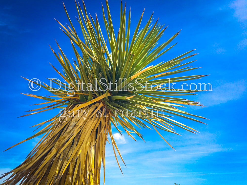 Yucca Rostrata Top, Scenery, Desert