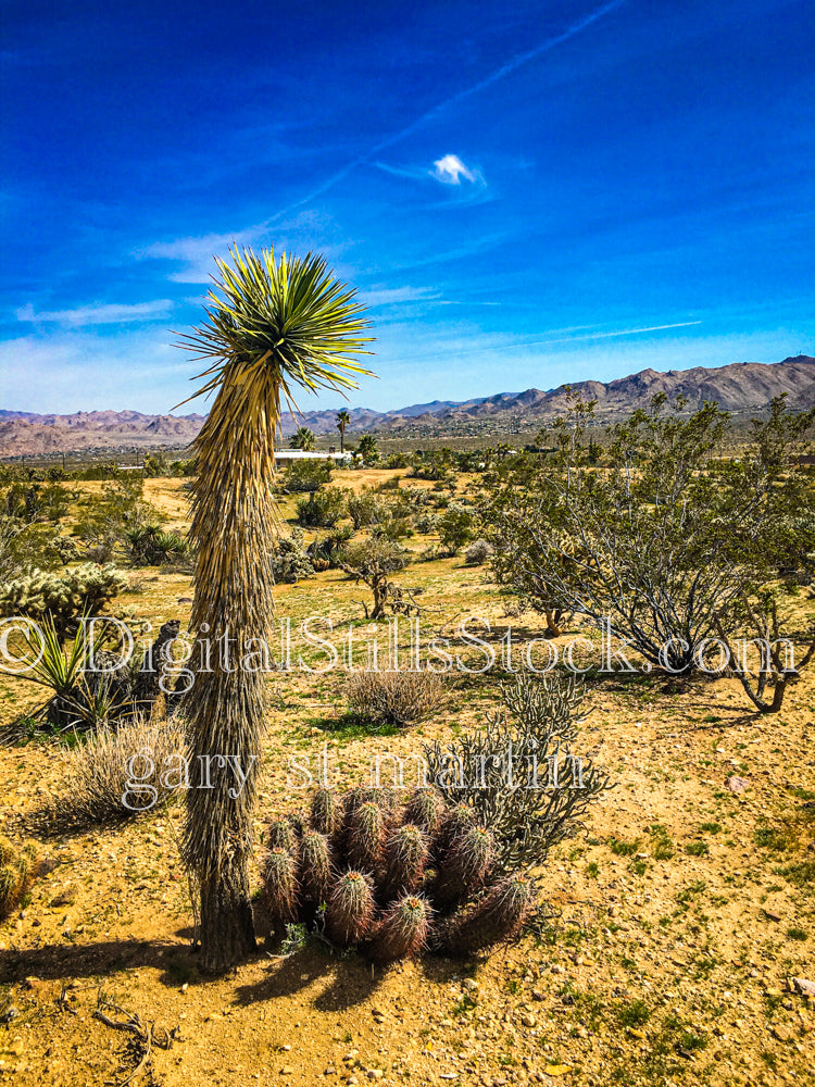 Yucca Rostrata in Landscape, Scenery, Desert