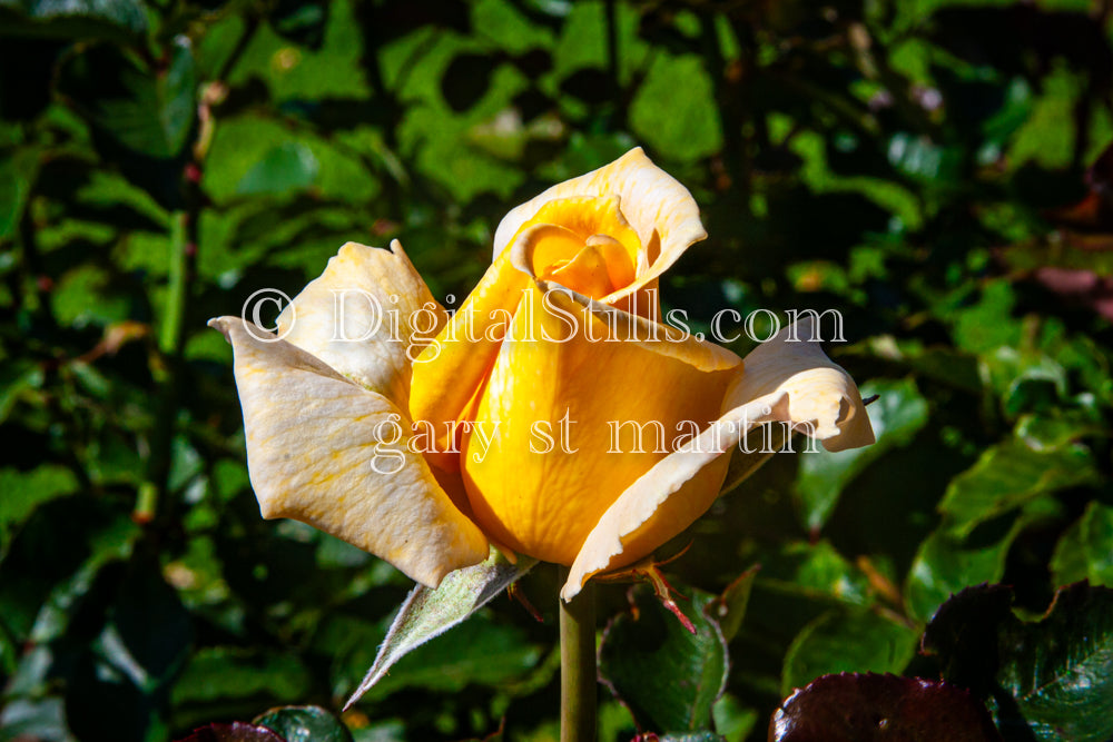 Yellow Rose Bud Digital, Scenery, Flowers