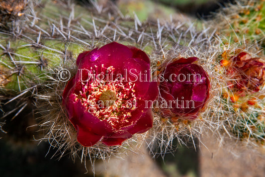 Mojave Prickly Pear Cactus Berry Colored Blossom, Scenery, Desert