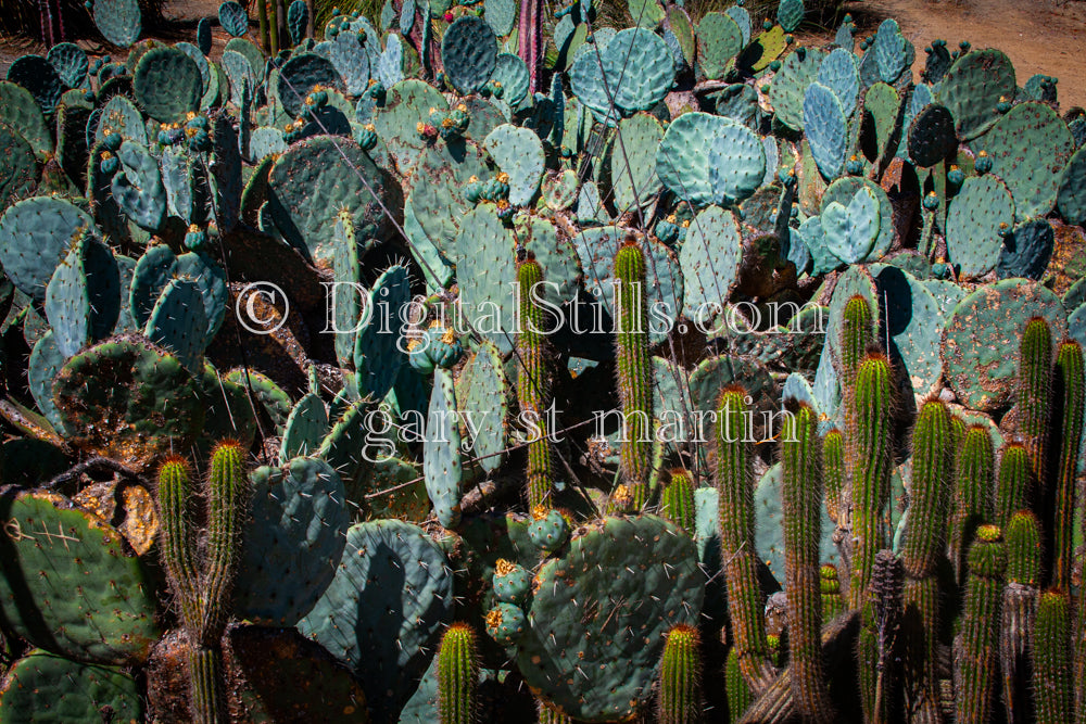 Cacti Garden, Scenery, Desert