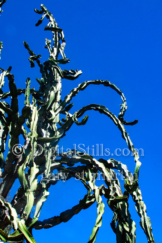 Dragon Fruit Plant against Blue Sky