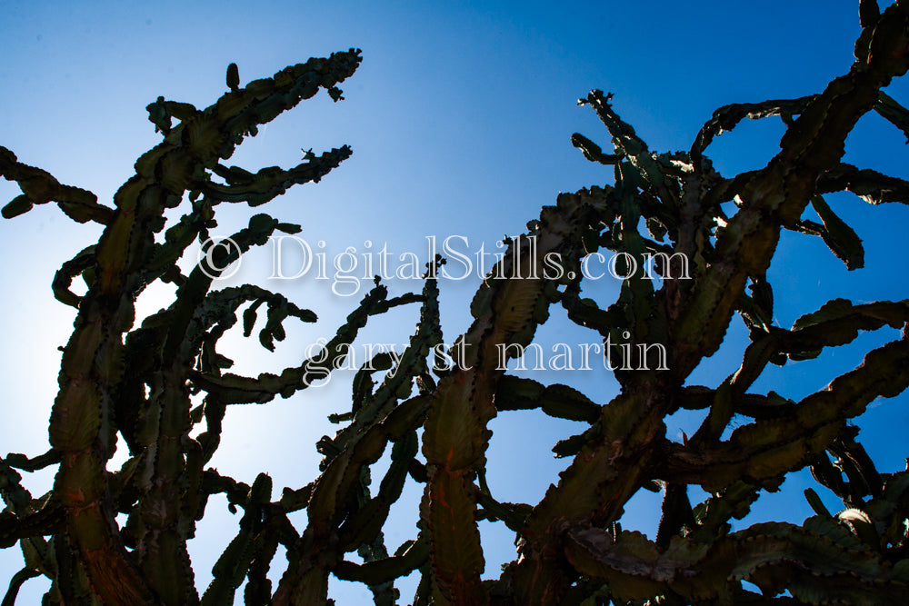 Dragon Fruit Plant against Sunny Sky, Scenery, Desert