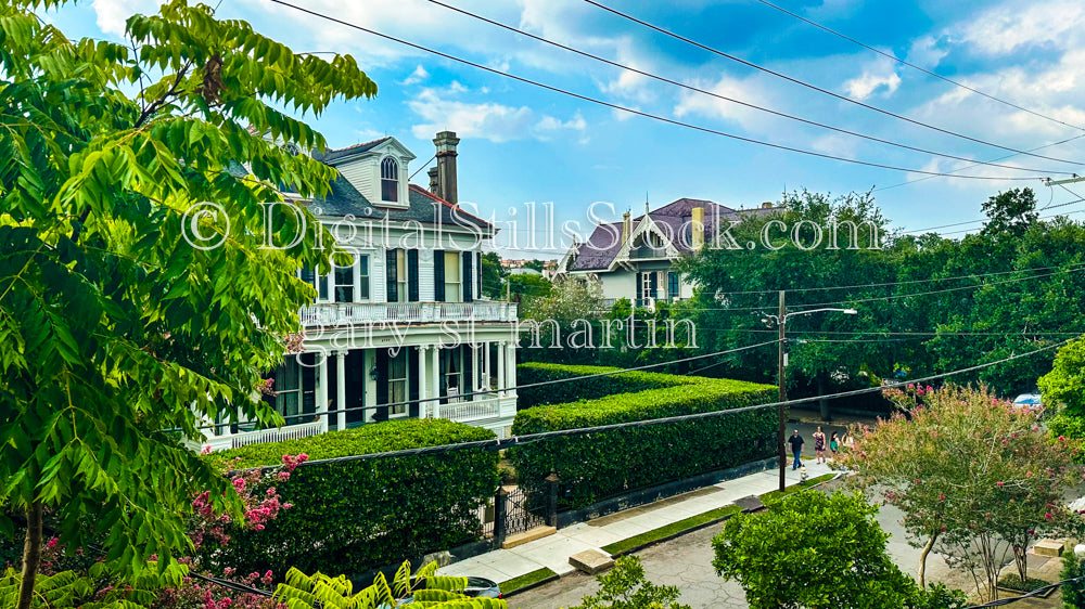 Hedge Framed Home, New Orleans, Digital