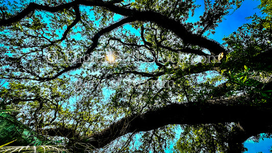 Oak against shades of blue sky, New Orleans, Digital