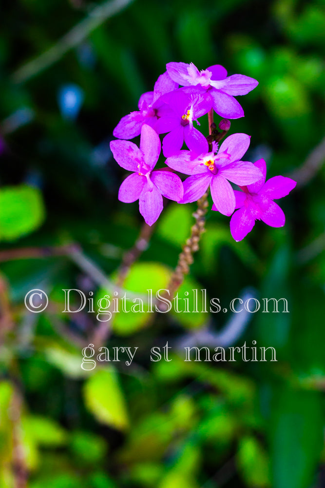 Small Purple Flowers Digital, Scenery, Flowers