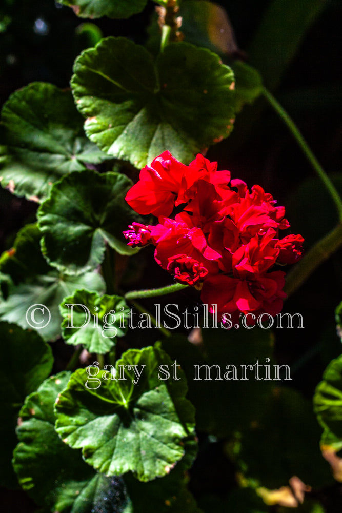 Ivy geranium Digital, Scenery, Flowers