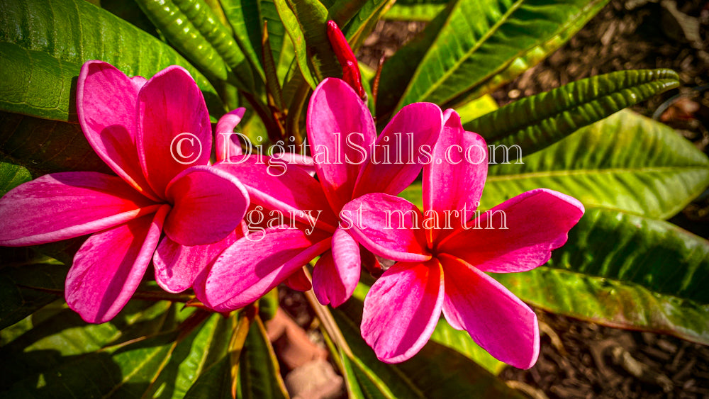 Red frangipani Digital, Scenery, Flowers