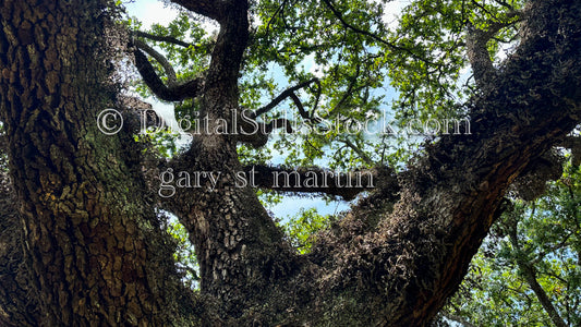 Oak Trunk with branches, New Orleans, Digital