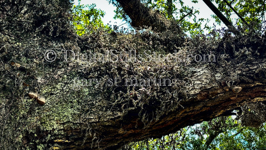 Oak Branch, New Orleans, Digital