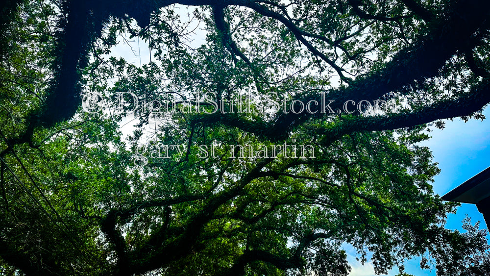 Oak Tree Canopy, New Orleans, Digital