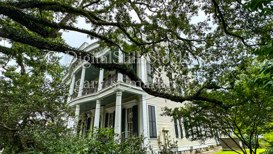 Two Storey Home through trees, New Orleans, Digital