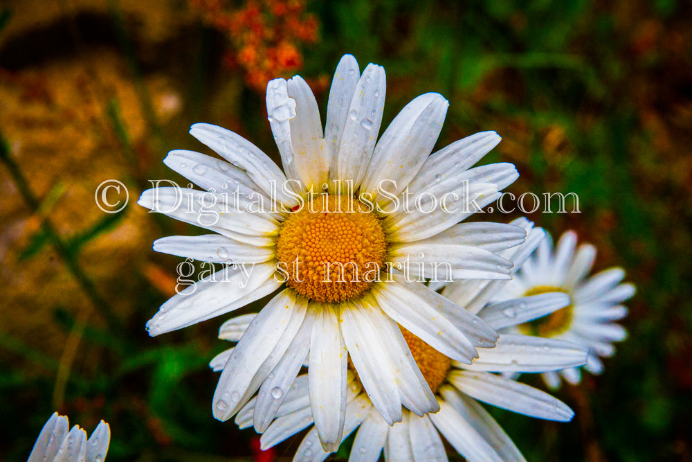 Close up of a Daisy with Water Droplets, digital Grand Marais