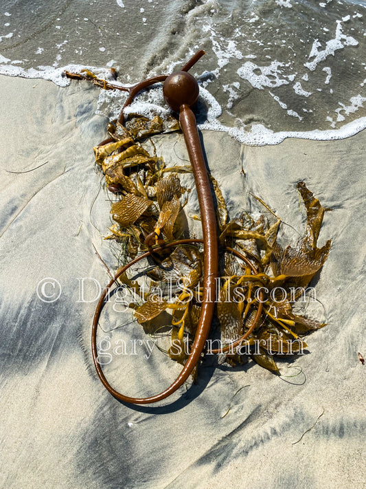 Long piece of kelp, digital sunset