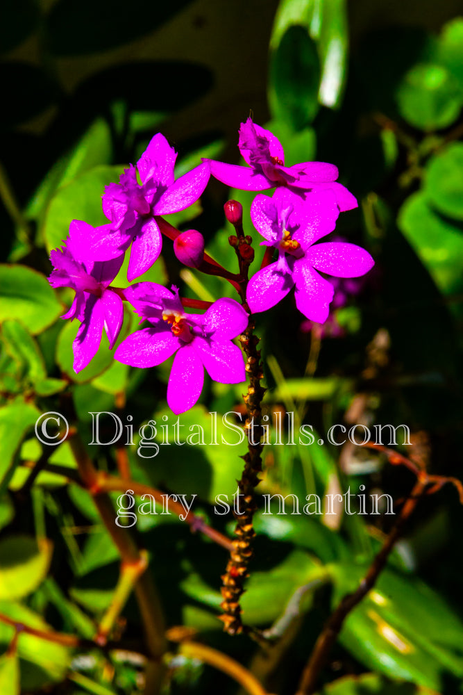 Purple Flowers Digital, Scenery, Flowers