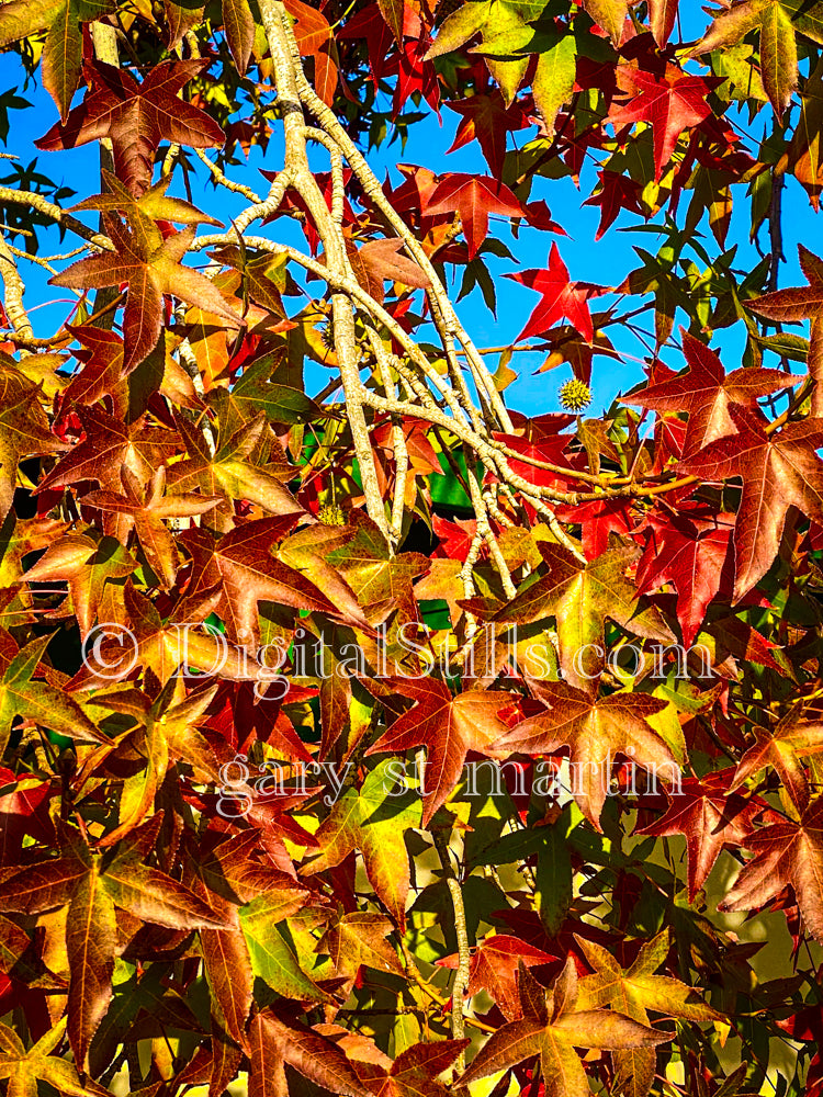 Leafy Branches Digital, Scenery, Flowers