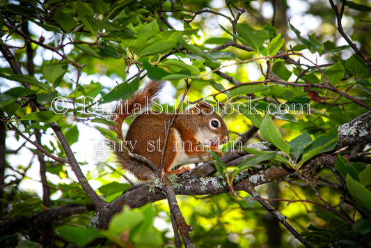Closeup of a Squirrel in a Tree, digital Grand Marais