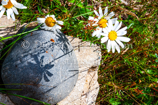 Shadows of Daisies on the Rock, digital Grand marais